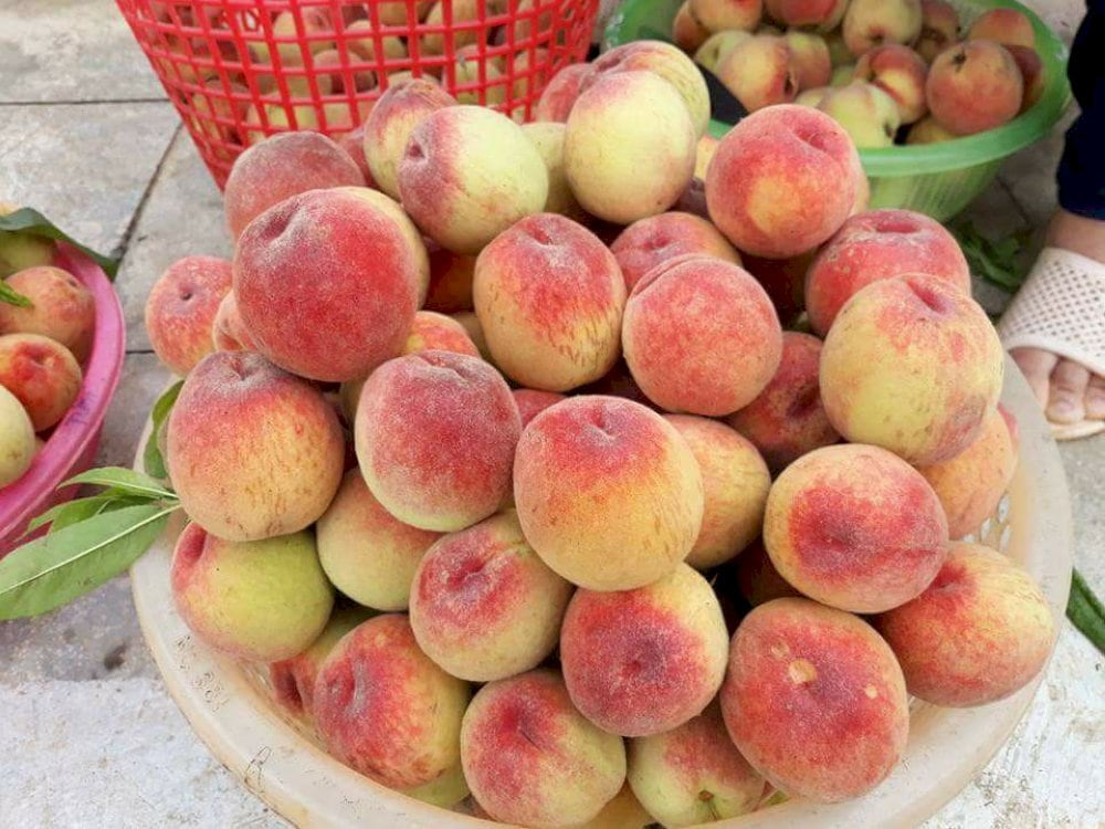 Baskets of mountain peaches lined up along Sapa’s main streets